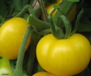 Tomate - Golden Sunburst