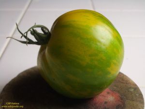 Tomate - Green Zebra