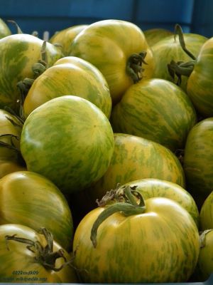 Tomate - Green Zebra