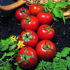Tomate - Harbinger