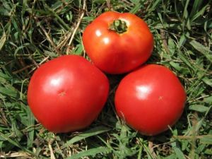 Tomate - Marglobe