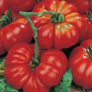 Tomate - Marmande Superprecoce (Bio)