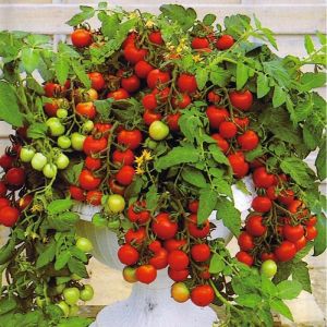Tomate - Maskotka