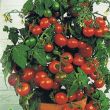 Tomate - Minibel