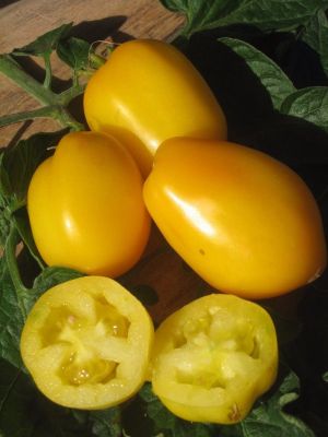 Tomate - Lemon Plum