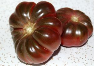 Tomate - Purple Calabash