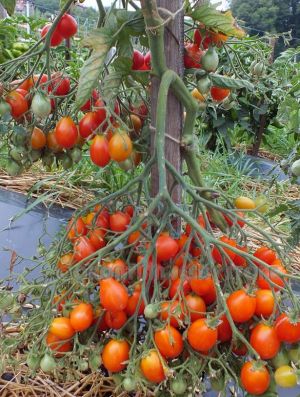 Tomate - Red Cluster Pear