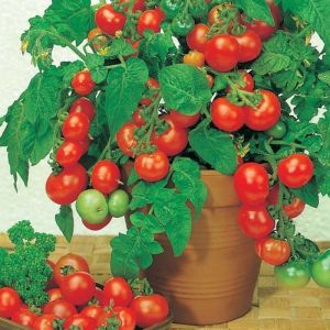 Tomate - Rotkäppchen