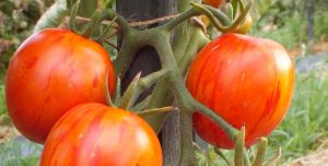 Tomate - Russian Queen Tomate - Russian Queen