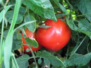 Tomate - Thessaloniki (Bio)