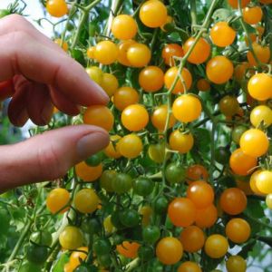 Tomate - Gold Rush Currant (Bio)