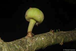 Uvariodendron connivens* - absolute RARITÄT!