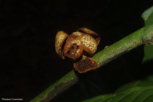 Uvariodendron molundense - absolute RARITÄT!