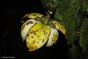 Uvariodendron molundense - absolute RARITÄT!
