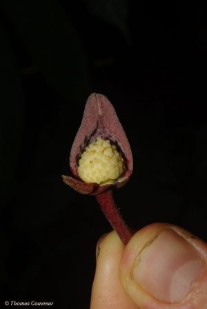 Uvariopsis submontana* - absolute RARITÄT!