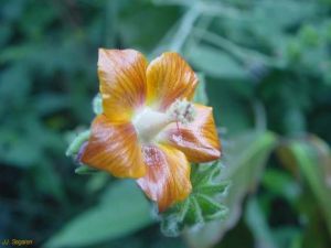 Abutilon auritum