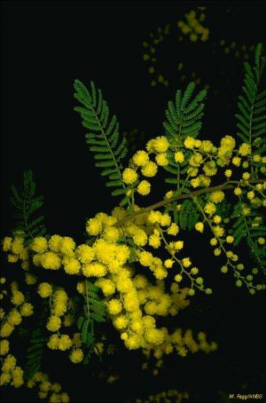 Acacia cardiophylla