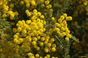 Acacia cardiophylla