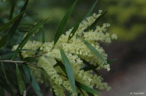Acacia floribunda