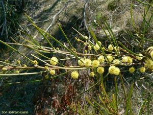 Acacia juncifolia