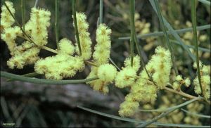 Acacia mucronata var. longifolia