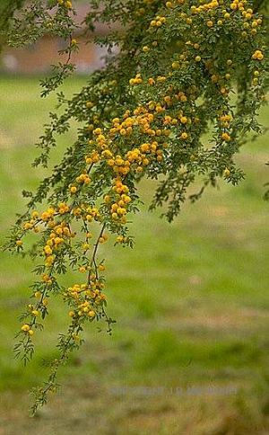 Acacia smallii