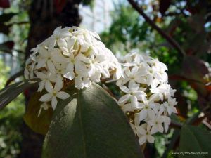 Acokanthera spectabilis