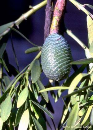 Agathis australis*