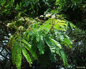 Albizia adianthifolia