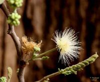 Albizia amara