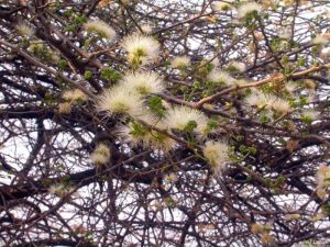 Albizia anthelmintica