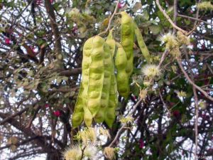 Albizia anthelmintica