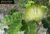 Albizia lebbeck