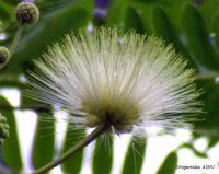 Albizia lebbeck