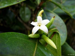 Alibertia edulis*