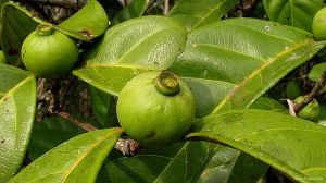 Alibertia edulis*