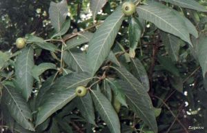 Alibertia edulis*