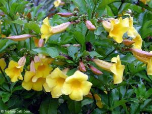 Allamanda cathartica