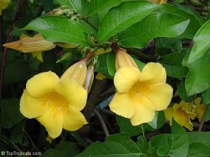 Allamanda cathartica