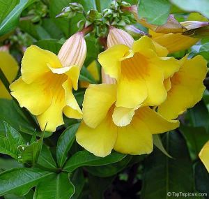 Allamanda cathartica