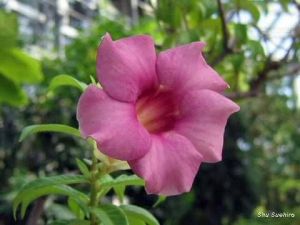 Allamanda blanchetii