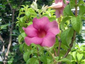 Allamanda blanchetii