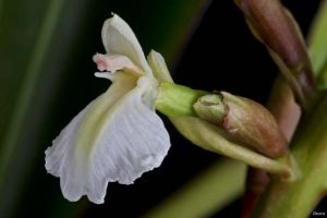 Alpinia caerulea