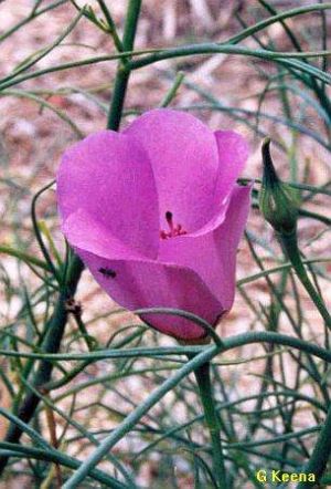 Alyogyne hakeifolia