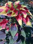 Amaranthus tricolor 'Perfecta Splendens'