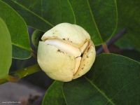 Annona glabra