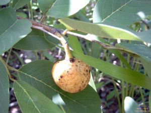 Annona senegalensis*