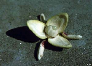 Annona senegalensis*