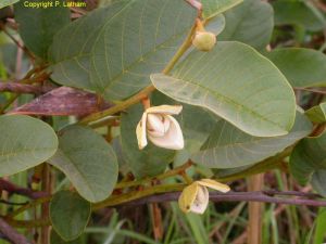 Annona senegalensis*