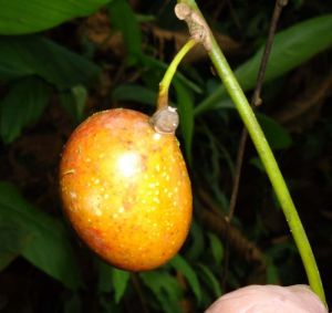 Anomospermum chloranthum